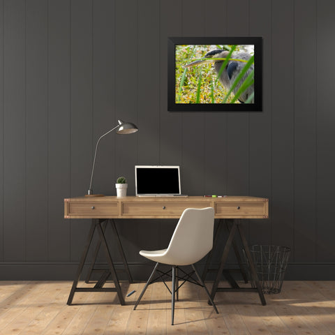 WA-Juanita Bay Wetland-Great Blue Heron (Ardea herodias) Black Modern Wood Framed Art Print by Wild, Jamie and Judy