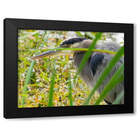 WA-Juanita Bay Wetland-Great Blue Heron (Ardea herodias) Black Modern Wood Framed Art Print with Double Matting by Wild, Jamie and Judy