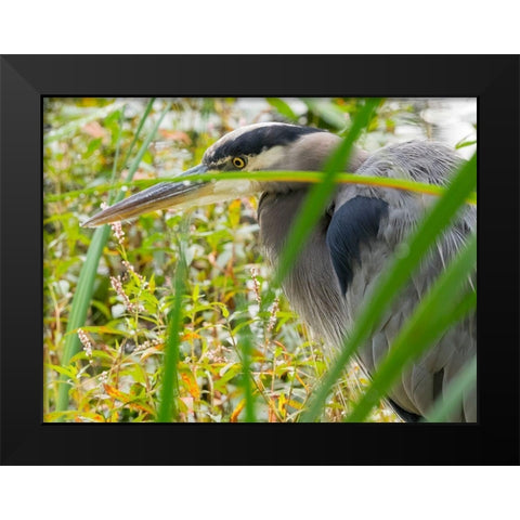 WA-Juanita Bay Wetland-Great Blue Heron (Ardea herodias) Black Modern Wood Framed Art Print by Wild, Jamie and Judy