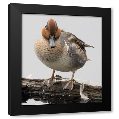 WA-Juanita Bay Wetland-Green-winged Teal (Anas crecca)-male Black Modern Wood Framed Art Print with Double Matting by Wild, Jamie and Judy