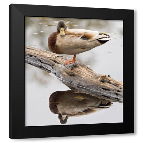 WA-Juanita Bay Wetland-Mallard Duck ( Anas Platyrhynchos)-male Black Modern Wood Framed Art Print by Wild, Jamie and Judy