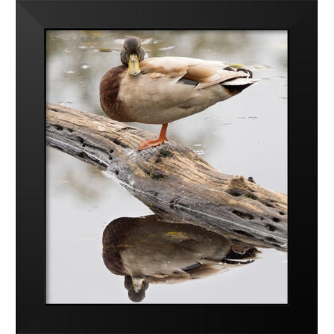 WA-Juanita Bay Wetland-Mallard Duck ( Anas Platyrhynchos)-male Black Modern Wood Framed Art Print by Wild, Jamie and Judy