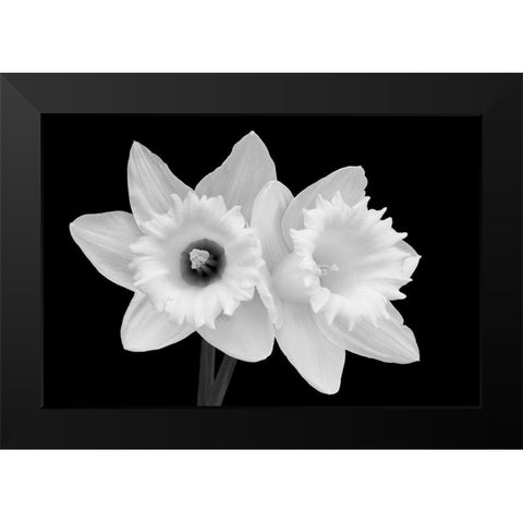 WA-Redmond-Daffodils Black Modern Wood Framed Art Print by Wild, Jamie and Judy