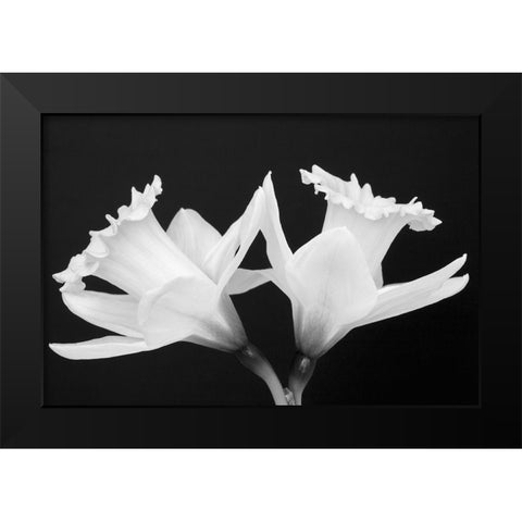 WA-Redmond-Daffodils Black Modern Wood Framed Art Print by Wild, Jamie and Judy
