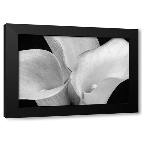 WA-Redmond-Calla Lilies Black Modern Wood Framed Art Print by Wild, Jamie and Judy