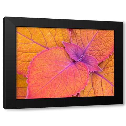 WA-Redmond-Coleus Plant-Leaf Design Black Modern Wood Framed Art Print with Double Matting by Wild, Jamie and Judy