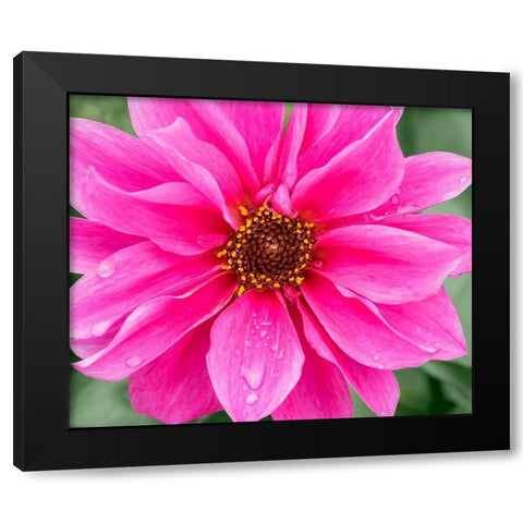 WA-Redmond-Daisy Black Modern Wood Framed Art Print with Double Matting by Wild, Jamie and Judy