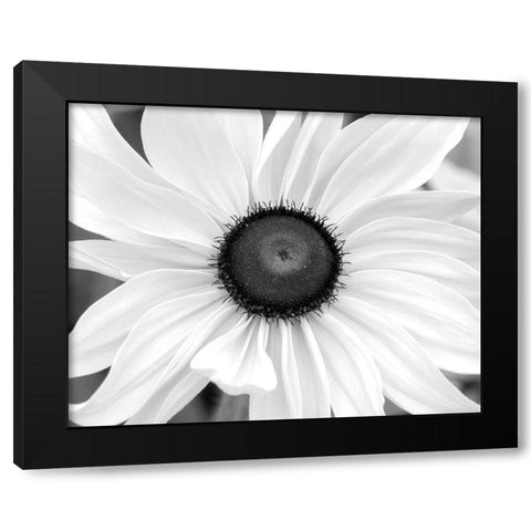 WA-Redmond-Black Eyed Susan Black Modern Wood Framed Art Print with Double Matting by Wild, Jamie and Judy
