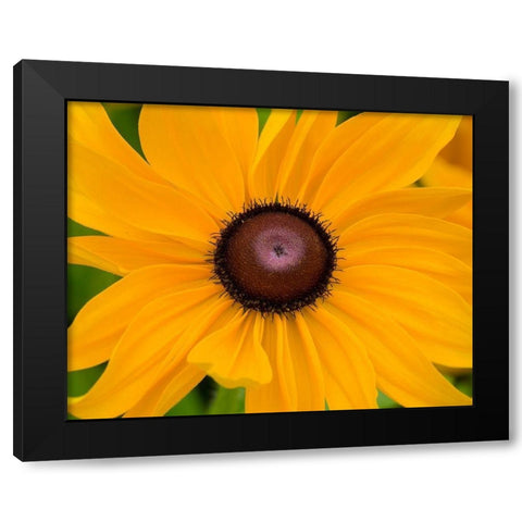 WA-Redmond-Black Eyed Susan Black Modern Wood Framed Art Print by Wild, Jamie and Judy