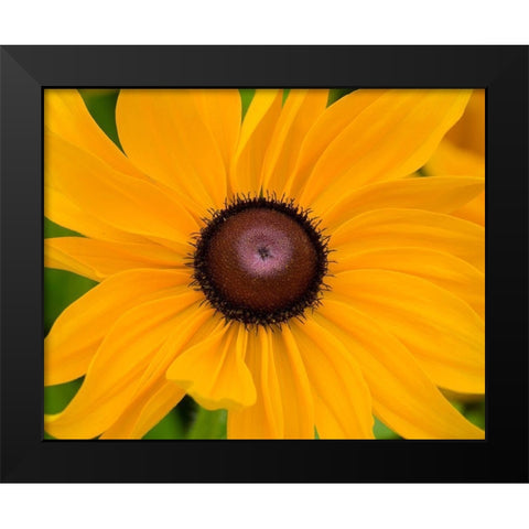 WA-Redmond-Black Eyed Susan Black Modern Wood Framed Art Print by Wild, Jamie and Judy