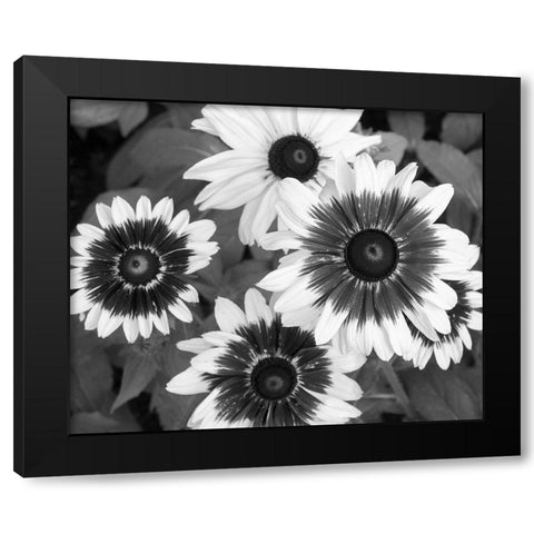 WA-Redmond-Gloriosa Daisy Black Modern Wood Framed Art Print by Wild, Jamie and Judy