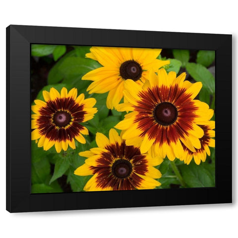 WA-Redmond-Gloriosa Daisy Black Modern Wood Framed Art Print by Wild, Jamie and Judy
