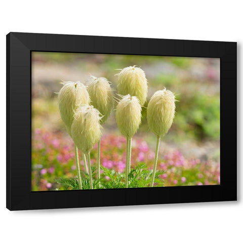 WA-Mount Rainier National Park-Pasqueflower seed head (Anemone occidentalis) Black Modern Wood Framed Art Print by Wild, Jamie and Judy