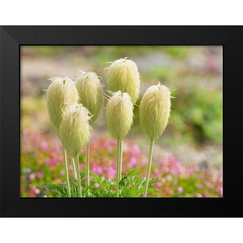 WA-Mount Rainier National Park-Pasqueflower seed head (Anemone occidentalis) Black Modern Wood Framed Art Print by Wild, Jamie and Judy