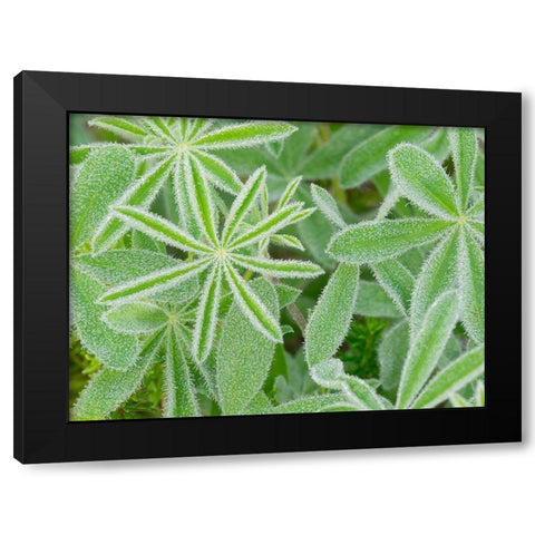 WA-Mount Rainier National Park-Subalpine Lupine leaves and dew (Lupinus latifolius) Black Modern Wood Framed Art Print with Double Matting by Wild, Jamie and Judy