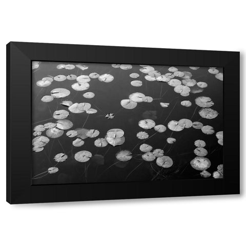 WA-Phantom Lake-Lilly Pads Black Modern Wood Framed Art Print with Double Matting by Wild, Jamie and Judy