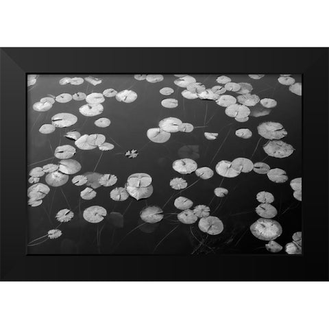WA-Phantom Lake-Lilly Pads Black Modern Wood Framed Art Print by Wild, Jamie and Judy