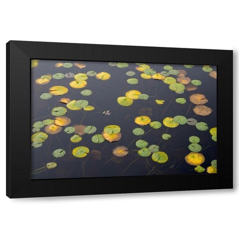WA-Phantom Lake-Lilly Pads Black Modern Wood Framed Art Print with Double Matting by Wild, Jamie and Judy