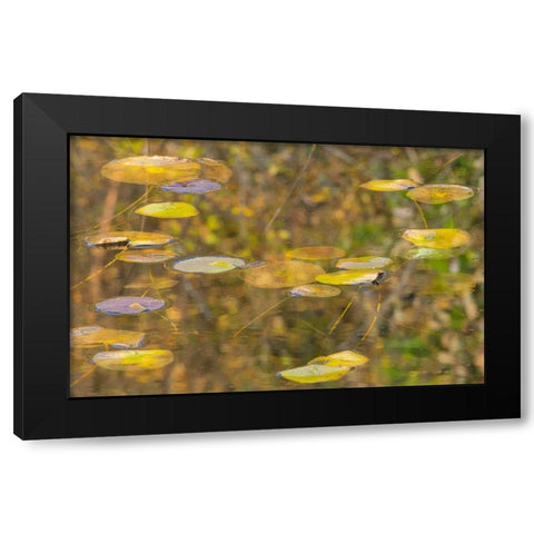 WA-Phantom Lake-Lilly Pads Black Modern Wood Framed Art Print with Double Matting by Wild, Jamie and Judy
