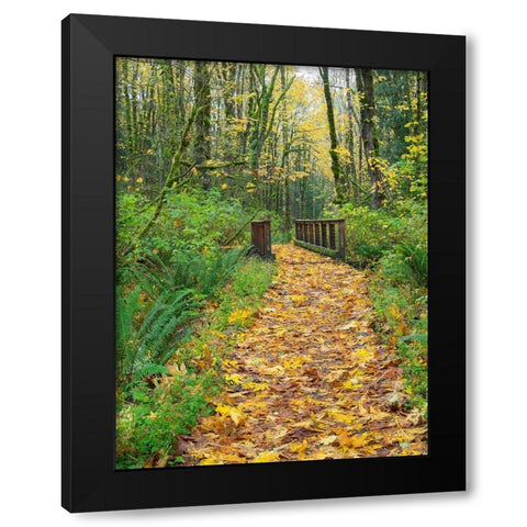 WA-Tiger Mountain-Leaf covered trail Black Modern Wood Framed Art Print with Double Matting by Wild, Jamie and Judy