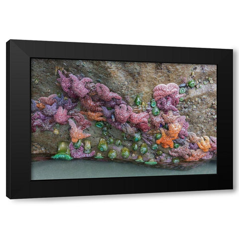 WA-Olympic National Park-Second Beach-Ochre Sear Stars and Giant Green Anemones Black Modern Wood Framed Art Print by Wild, Jamie and Judy