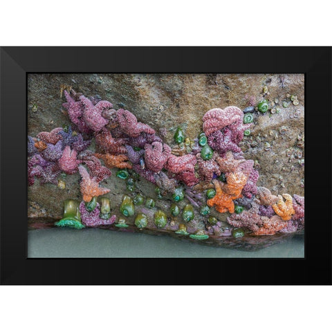 WA-Olympic National Park-Second Beach-Ochre Sear Stars and Giant Green Anemones Black Modern Wood Framed Art Print by Wild, Jamie and Judy