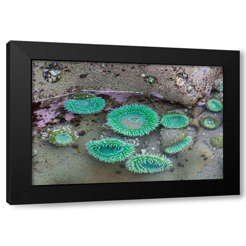 WA-Olympic National Park-Second Beach-Giant Green Anemones Black Modern Wood Framed Art Print by Wild, Jamie and Judy