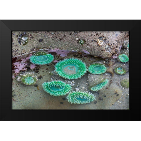 WA-Olympic National Park-Second Beach-Giant Green Anemones Black Modern Wood Framed Art Print by Wild, Jamie and Judy