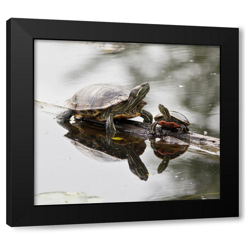 Washington State-Lake Washington Painted turtles on log Black Modern Wood Framed Art Print by Wild, Jamie and Judy