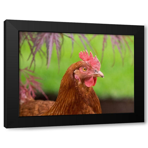 Washington State-ISA Brown chicken Black Modern Wood Framed Art Print by Wild, Jamie and Judy