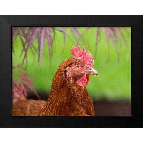 Washington State-ISA Brown chicken Black Modern Wood Framed Art Print by Wild, Jamie and Judy