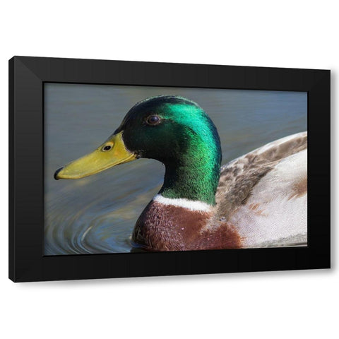 Washington State-Redmond-Lake Sammamish Male mallard duck Black Modern Wood Framed Art Print with Double Matting by Wild, Jamie and Judy