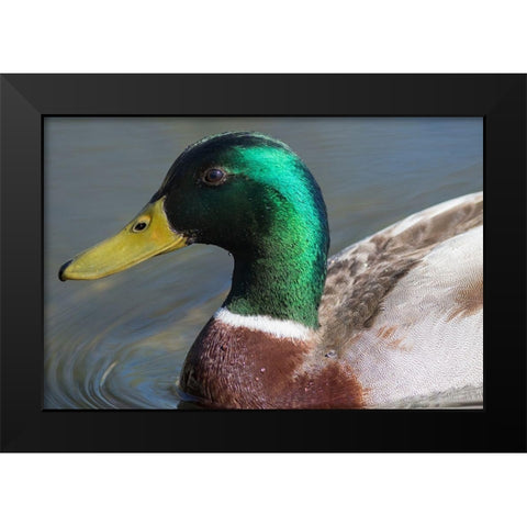 Washington State-Redmond-Lake Sammamish Male mallard duck Black Modern Wood Framed Art Print by Wild, Jamie and Judy