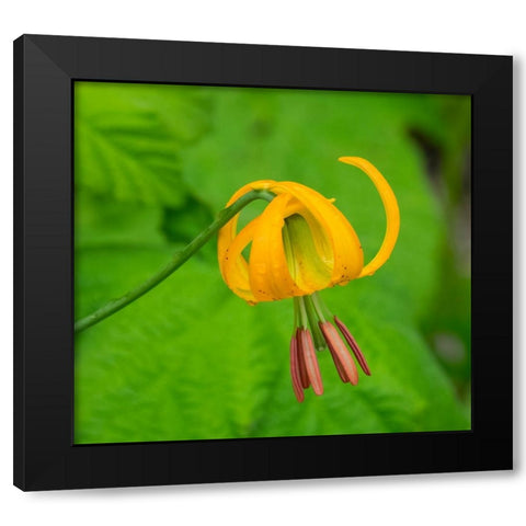 Washington State-Central Cascades-Columbia Tiger Lily wildflower Black Modern Wood Framed Art Print by Wild, Jamie and Judy