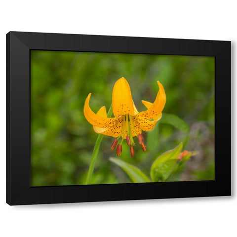 Washington State-Central Cascades-Columbia Tiger Lily wildflower Black Modern Wood Framed Art Print with Double Matting by Wild, Jamie and Judy