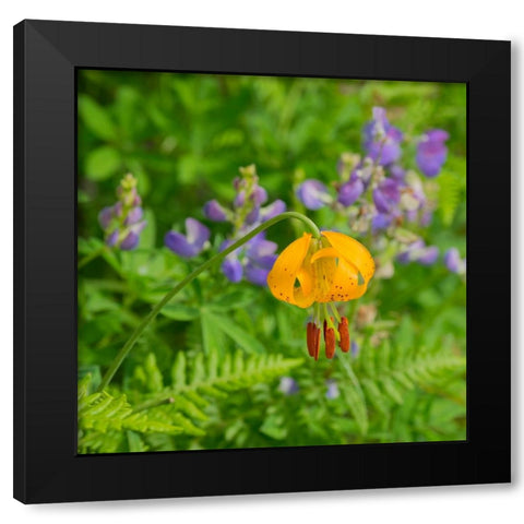 Washington State-Central Cascades-Columbia Tiger Lily and Subalpine Lupine Black Modern Wood Framed Art Print with Double Matting by Wild, Jamie and Judy