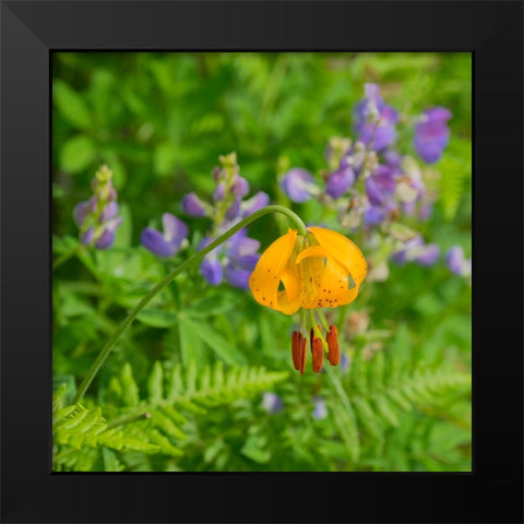 Washington State-Central Cascades-Columbia Tiger Lily and Subalpine Lupine Black Modern Wood Framed Art Print by Wild, Jamie and Judy