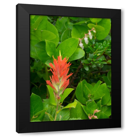 Washington State-Central Cascades-Magenta Paintbrush Black Modern Wood Framed Art Print with Double Matting by Wild, Jamie and Judy
