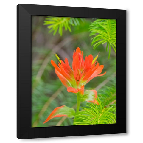 Washington State-Central Cascades-Magenta Paintbrush Black Modern Wood Framed Art Print by Wild, Jamie and Judy