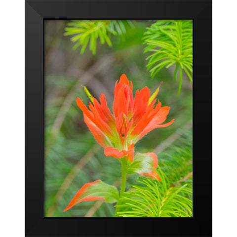 Washington State-Central Cascades-Magenta Paintbrush Black Modern Wood Framed Art Print by Wild, Jamie and Judy