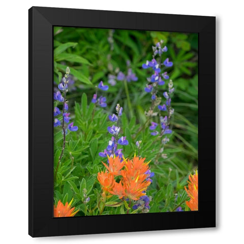 Washington State-Central Cascades-Hairy Paintbrush and Subalpine Lupine Black Modern Wood Framed Art Print by Wild, Jamie and Judy