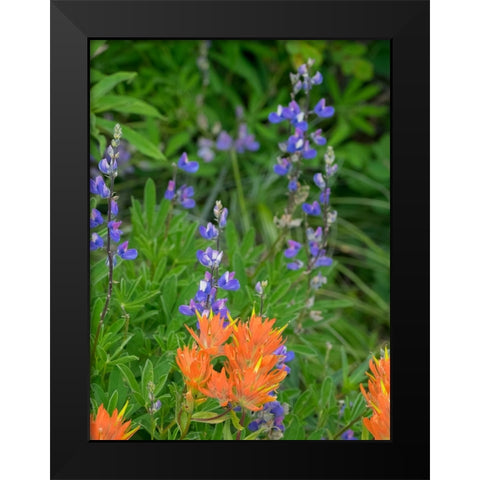 Washington State-Central Cascades-Hairy Paintbrush and Subalpine Lupine Black Modern Wood Framed Art Print by Wild, Jamie and Judy