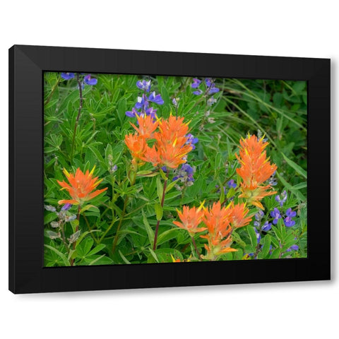 Washington State-Central Cascades-Hairy Paintbrush and Subalpine Lupine Black Modern Wood Framed Art Print by Wild, Jamie and Judy