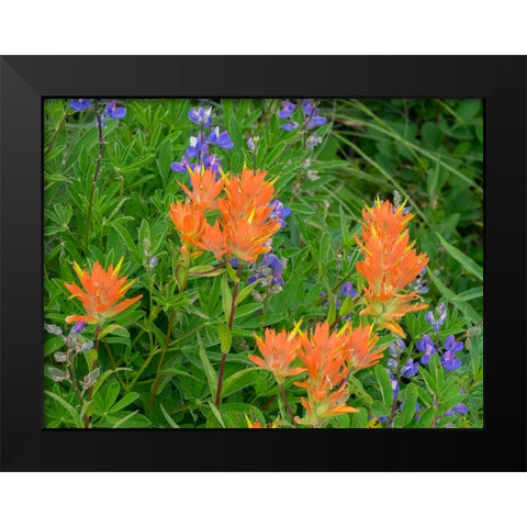 Washington State-Central Cascades-Hairy Paintbrush and Subalpine Lupine Black Modern Wood Framed Art Print by Wild, Jamie and Judy
