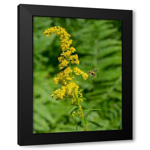 Washington State-Central Cascades-Canada Goldenrod and Bumble Bee Black Modern Wood Framed Art Print with Double Matting by Wild, Jamie and Judy