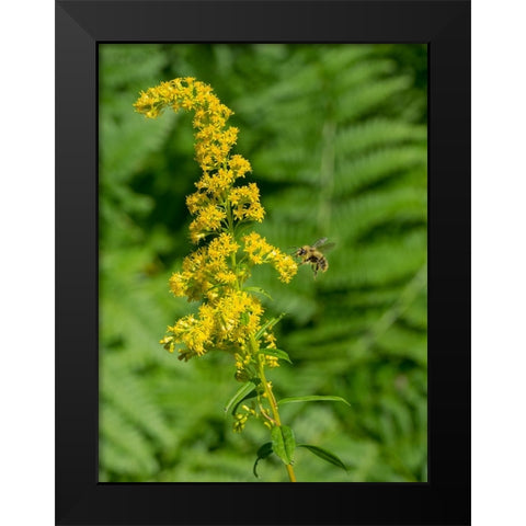 Washington State-Central Cascades-Canada Goldenrod and Bumble Bee Black Modern Wood Framed Art Print by Wild, Jamie and Judy
