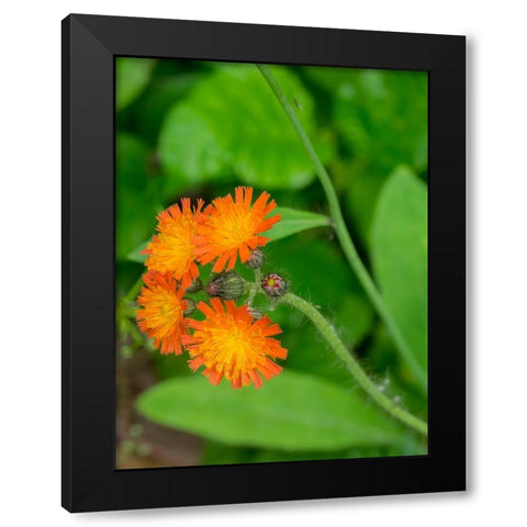 Washington State-Central Cascades-Orange Hawkweed-Hieracium aurantiacum Black Modern Wood Framed Art Print by Wild, Jamie and Judy