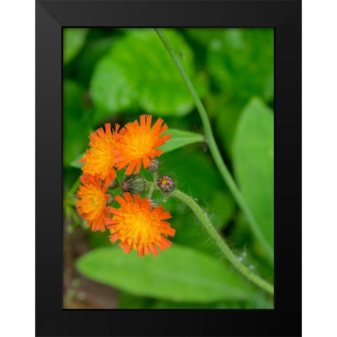 Washington State-Central Cascades-Orange Hawkweed-Hieracium aurantiacum Black Modern Wood Framed Art Print by Wild, Jamie and Judy