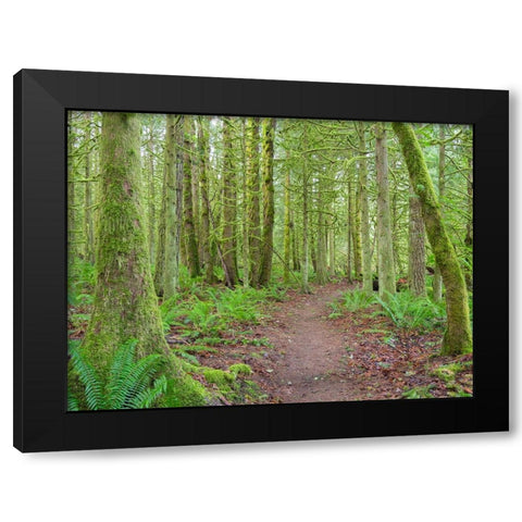 Washington State-Tiger Mountain-Trail through Moss covered trees Black Modern Wood Framed Art Print by Wild, Jamie and Judy