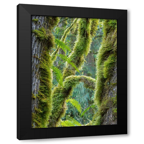 Washington State-Tiger Mountain-Moss covered fir trees Black Modern Wood Framed Art Print with Double Matting by Wild, Jamie and Judy